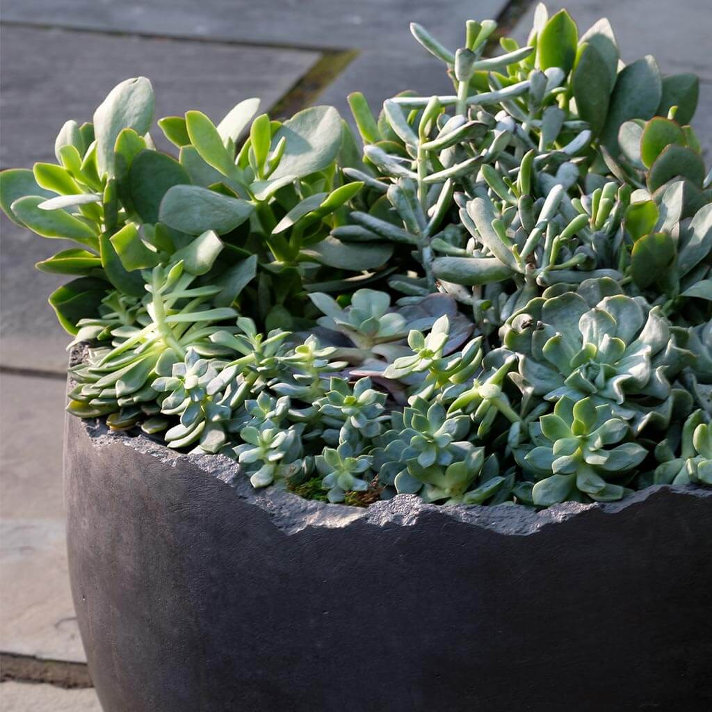 Broken Egg Planter - Grade AA - Image 2