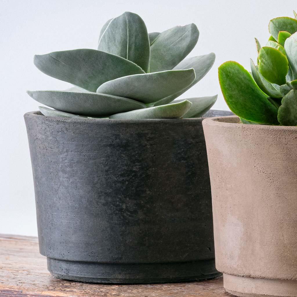 Cloche Planter - Terrace - Image 10