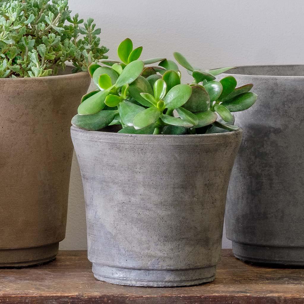 Cloche Planter - Terrace - Image 11