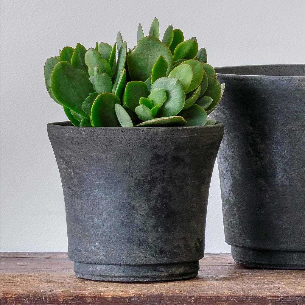 Cloche Planter - Terrace - Image 13